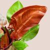 Philodendron Cherry Red