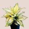 Aglaonema White Kiwi veľká