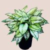 Aglaonema White Kiwi veľká