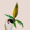 Philodendron Caramel Marble