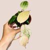 Philodendron micans Marble Variegata