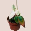 Philodendron micans Marble Variegata