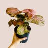 Syngonium podophyllum Red Heart
