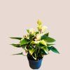 Anthurium andreanum Matata