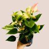 Anthurium andreanum Matata