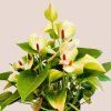 Anthurium andreanum Matata