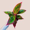Aglaonema Jungle Lava