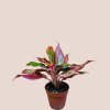 Aglaonema Crete Flame