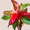 Aglaonema Crete Flame