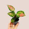 Aglaonema Rich Red