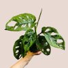 Monstera adansonii Mint