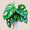 Monstera adansonii Mint