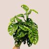 Monstera adansonii