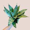 Sansevieria trifasciata Hahnii