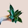 Sansevieria trifasciata Hahnii