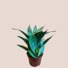 Sansevieria trifasciata Hahnii