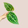 Anthurium crystallinum