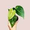Anthurium crystallinum