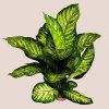 Dieffenbachia seguine Maroba