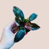 Philodendron Pink Princess Marble
