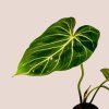 Philodendron gloriosum Zebra