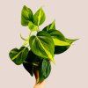 Philodendron scandens "Brasil"