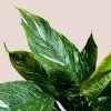 Spathiphyllum Diamond variegata
