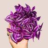 Tradescantia fluminensis Pink Paradise