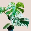 Monstera deliciosa Mint Variegata