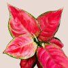 Aglaonema Pink