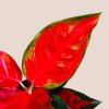 Aglaonema Chili Red