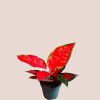 Aglaonema Chili Red