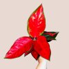 Aglaonema Chili Red