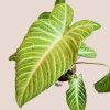 Xanthosoma lindenii mint