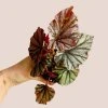Begonia leaf Looking Glass