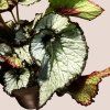 Begonia rex viacero druhov