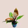 Philodendron Prince of Orange