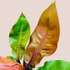 Philodendron Prince of Orange