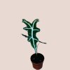 Alocasia sanderiana Nobilis