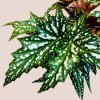 Begonia maculata Wightii