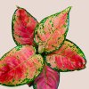 Aglaonema Pink