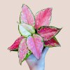 Aglaonema Pink