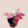 Aglaonema Pink