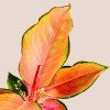 Aglaonema Flamingo