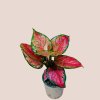 Aglaonema Pink