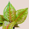 Aglaonema Pastella