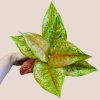 Aglaonema Pastella