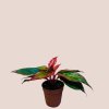 Aglaonema Crete Flame