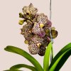 Vanda Ocelot Mocha XL