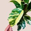 Monstera lechleriana variegata veľká